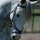 LightGreyHorse
