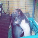 Ratafoin