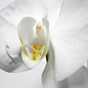 Orchidee25