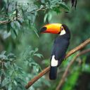 pierrea