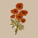 Coqueelicot