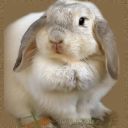 crochouqui