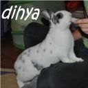 dihya