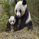 panda50