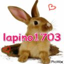 lapino1703