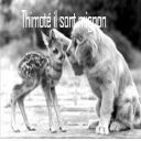 Thimoté