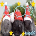 tulipe09
