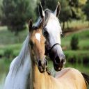 zoeleponey