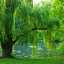 Saule rieur