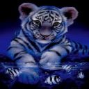 petit tigre