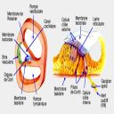 neurophy