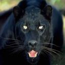 panthere noir
