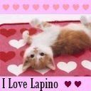 I love lapino