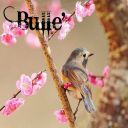 Bulle'