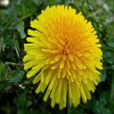 Taraxacum