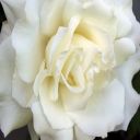 lilimixa2003
