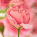 anne.aelle
