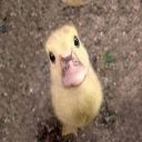 linota2