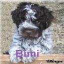 Bimi