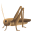 🦗